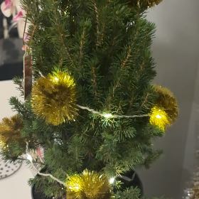 Photo of the plant species White Spruce 'Perfecta' by @SmartNectarine named da Vinci on Greg, the plant care app