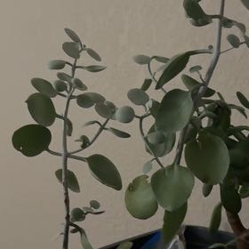 Photo of the plant species Silver Spoon by @FineBottlegourd named Sonora on Greg, the plant care app