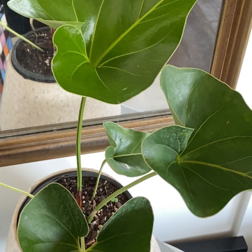 Photo of the plant species brownii by @BonusPhytolacca named Winston on Greg, the plant care app