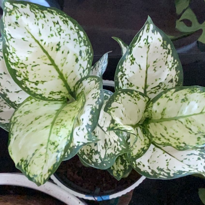 Photo of the plant species Pink Princess Aglaonema by @BonusPhytolacca named Pax on Greg, the plant care app