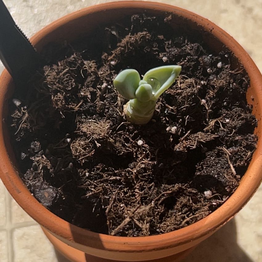 Photo of the plant species Graptopetalum paraguayense 'Peach' by @PreparedAraceae named Plato on Greg, the plant care app