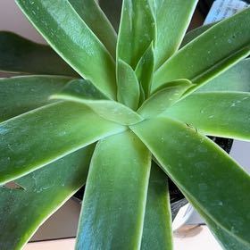 Photo of the plant species Echeveria Mexicana by @PrizedOrchids11 named Tree Diddy on Greg, the plant care app