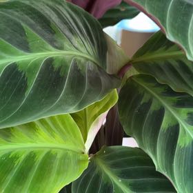 Photo of the plant species Zebra Calethea by @PrizedOrchids11 named Achilles on Greg, the plant care app