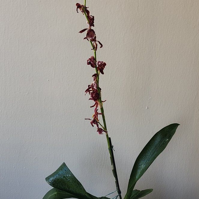 Photo of the plant species Hilo Firecracker Lucky Strike Orchid by @ZarfPurpleblush named Fernie Mercury on Greg, the plant care app