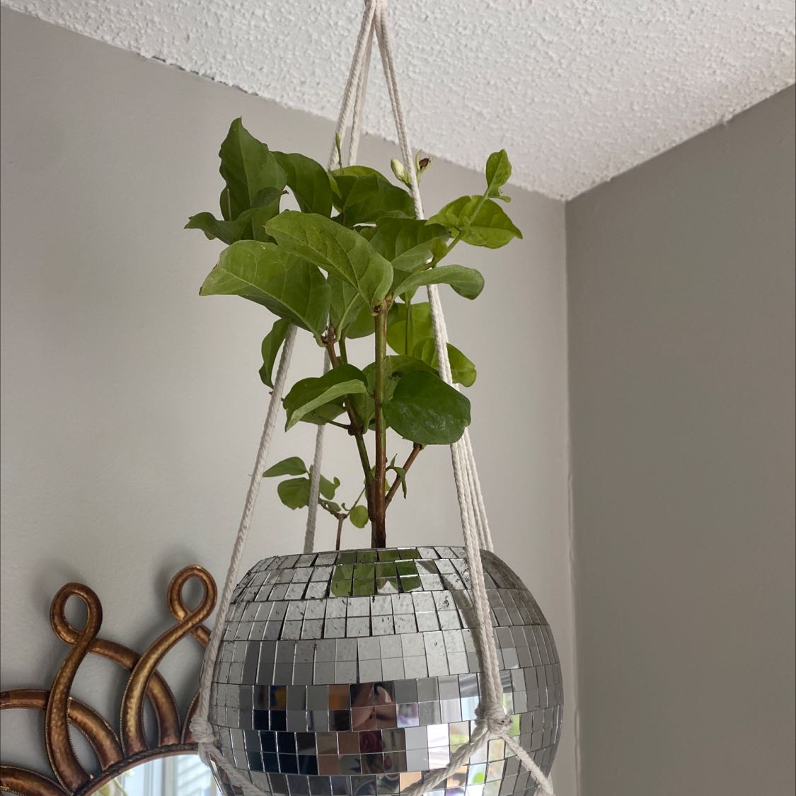 Healthy Arabian Jasmine plant with glossy green leaves hanging in a decorative disco ball planter indoors.