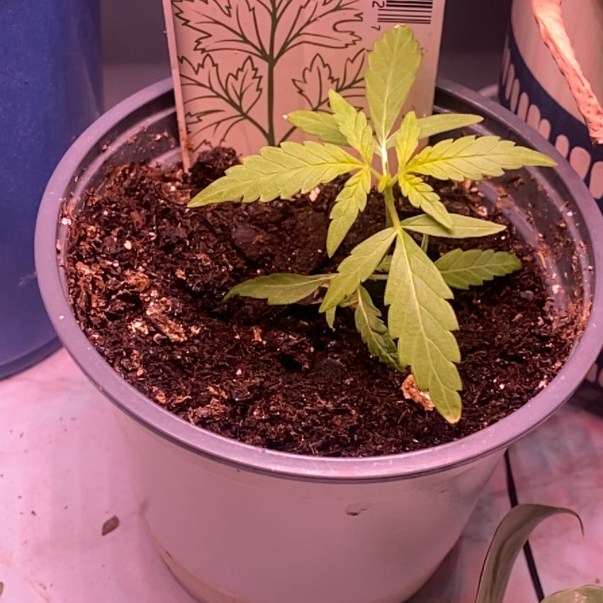 Young Cannabis sativa plant in a pot with visible soil, healthy green leaves.