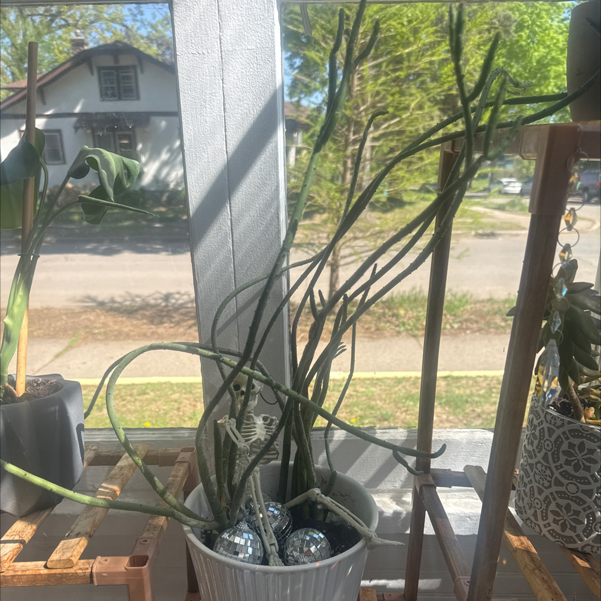 Photo of the plant species Cat Tails Euphorbia by @Lolaleola named Salad fingers on Greg, the plant care app