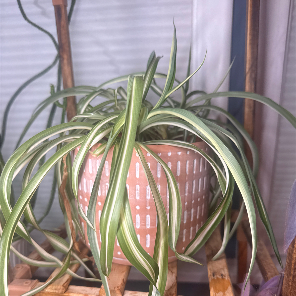 Photo of the plant species Variegated Spider Plant by @Lolaleola named Cynthia on Greg, the plant care app