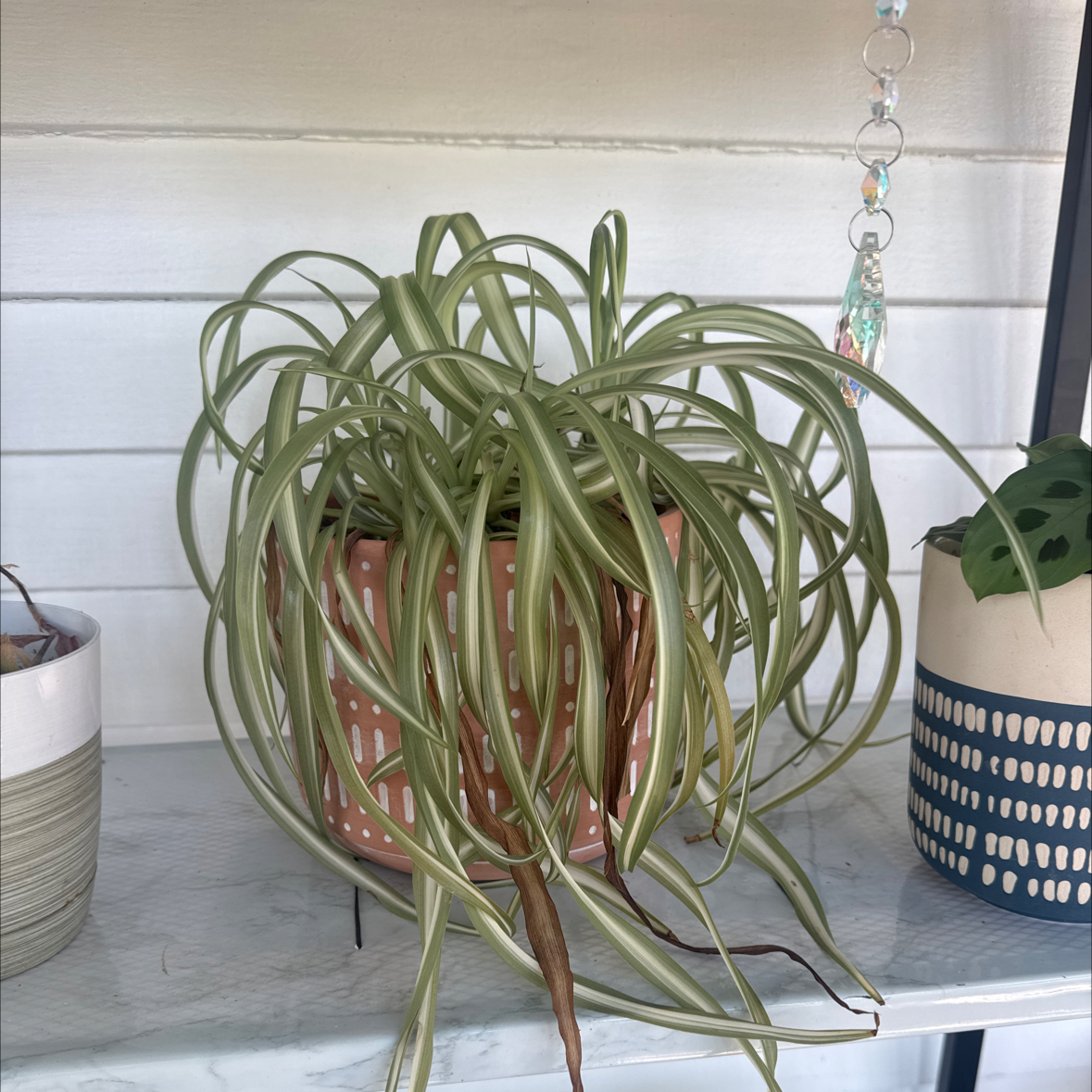 Photo of the plant species Variegated Spider Plant by @Lolaleola named Cynthia on Greg, the plant care app
