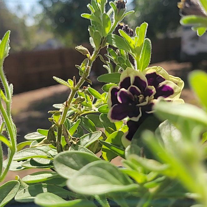 Photo of the plant species Midnight Gold Petunia by @GodlyDidelta named Queen on Greg, the plant care app