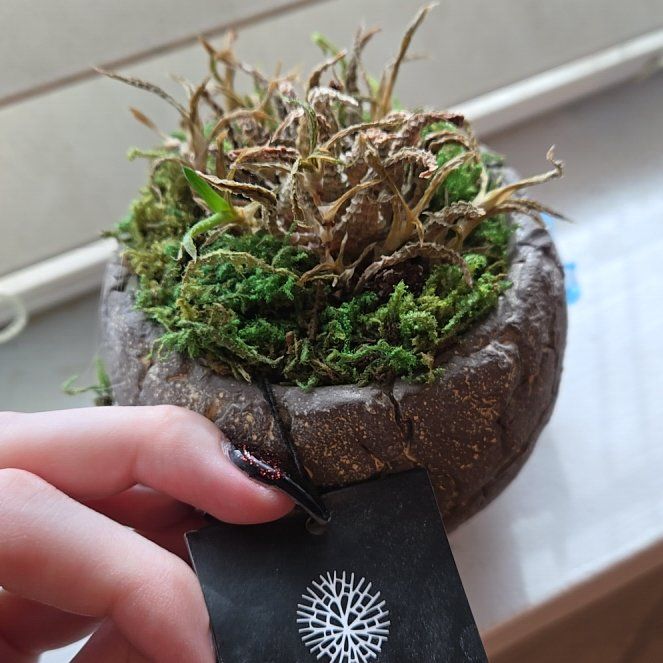 Photo of the plant species Fissured Sedge by @SpotlessAvocado named Pax on Greg, the plant care app