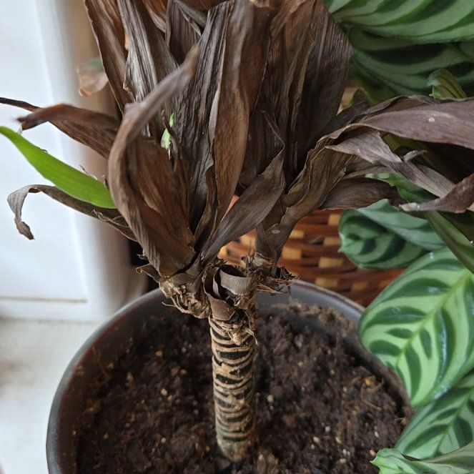 Photo of the plant species Corn Plant by @SpotlessAvocado named Sproutacus on Greg, the plant care app