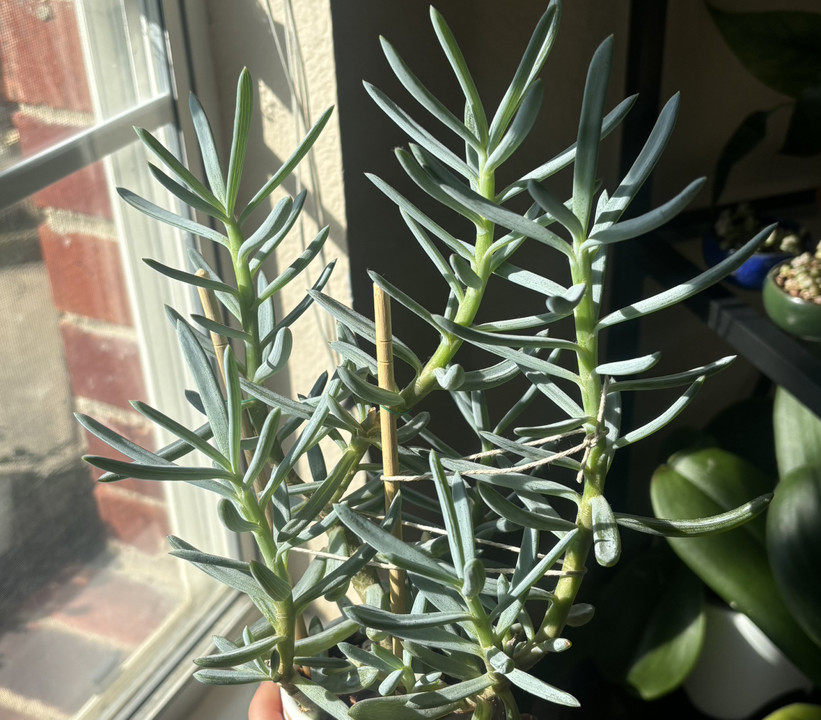 Photo of the plant species Senecio Mandraliscae by @Montserlla named Mabel Dean on Greg, the plant care app