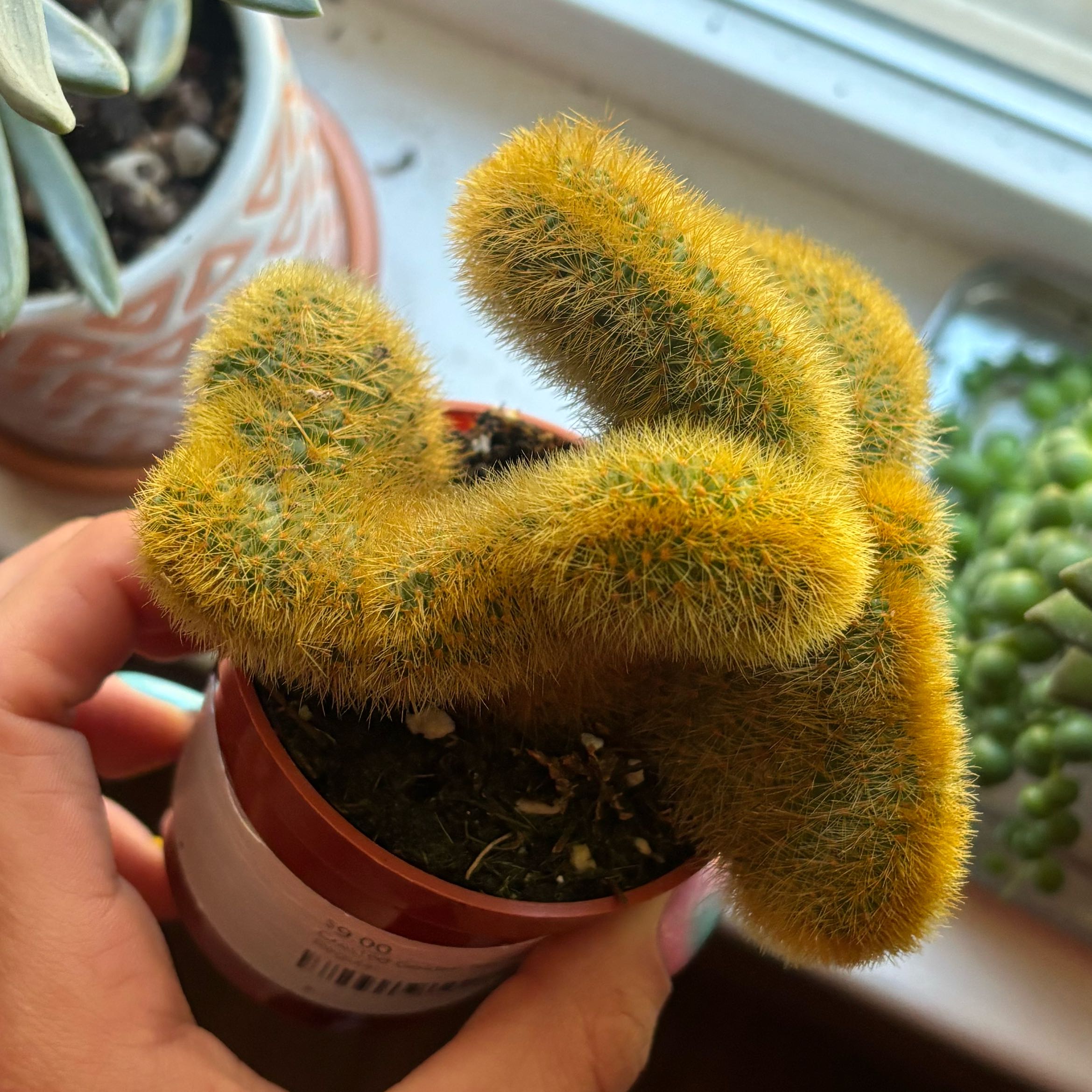 Photo of the plant species Crested Golden Rat Tail by @Montserlla named Biscotti on Greg, the plant care app