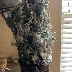 Photo of the plant species Alberta Spruce by @StarMadeiravine named Darwin on Greg, the plant care app