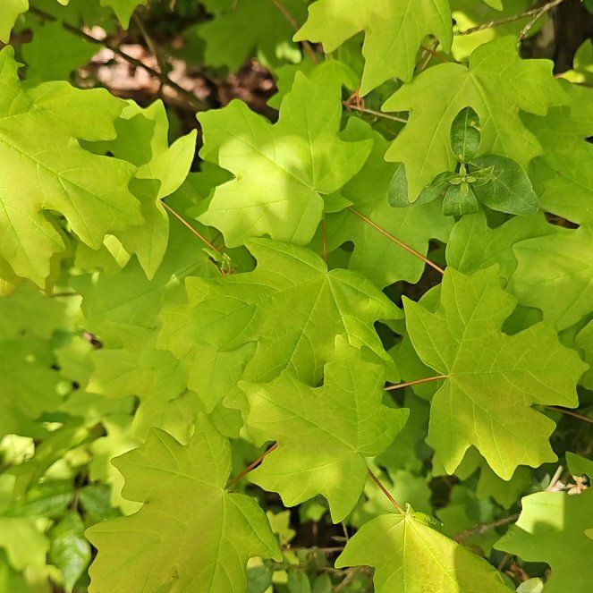 Photo of the plant species Hedge Maple by @WondrousDyebush named Emerson on Greg, the plant care app
