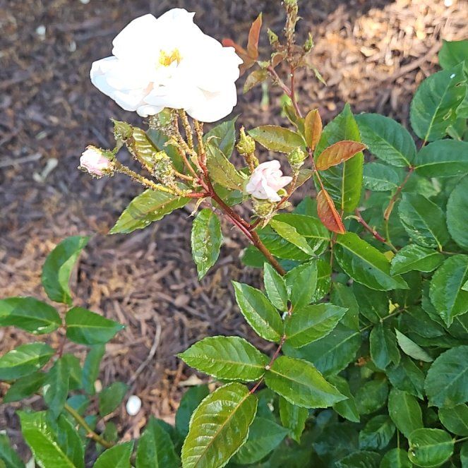 Photo of the plant species Evergreen Rose by @WondrousDyebush named Leonardo on Greg, the plant care app