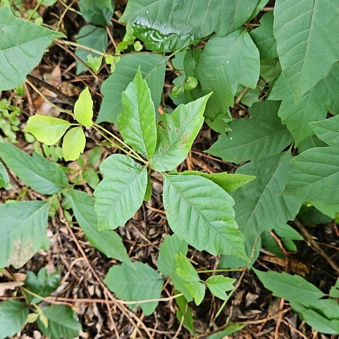 Photo of the plant species Poison Ivy by @WondrousDyebush named Stella on Greg, the plant care app