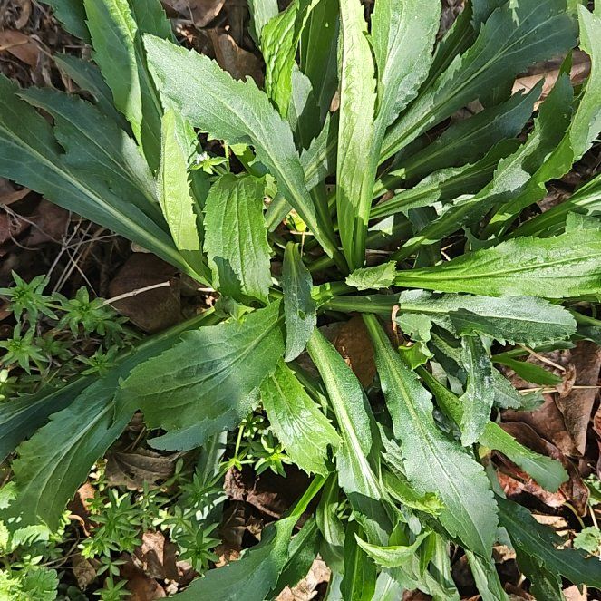 Photo of the plant species Max Chrysanthemum by @WondrousDyebush named Foxxy on Greg, the plant care app