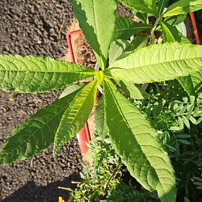 Photo of the plant species New York Ironweed by @WondrousDyebush named Bodhi on Greg, the plant care app