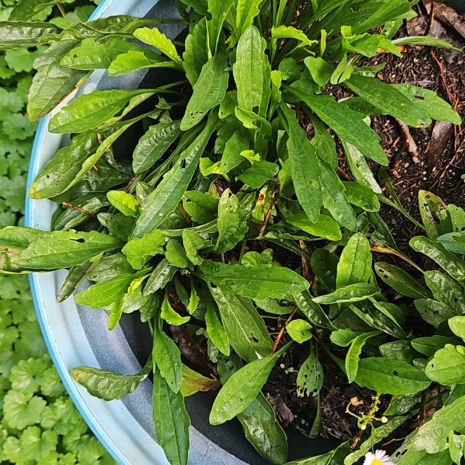 Photo of the plant species Treasureflower by @WondrousDyebush named Daphne on Greg, the plant care app