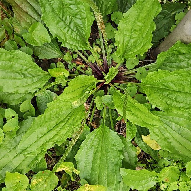 Photo of the plant species Greater Plantain by @WondrousDyebush named Lavender on Greg, the plant care app