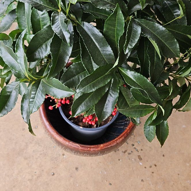 Photo of the plant species Christmas Berry by @WondrousDyebush named Spike Leaves on Greg, the plant care app