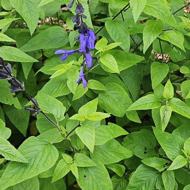 Photo of the plant species Anise-Scented Sage by @WondrousDyebush named Fernie Mercury on Greg, the plant care app