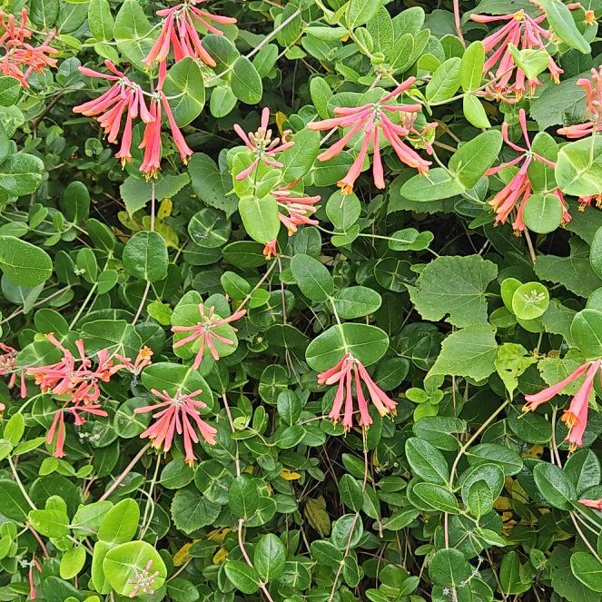 Photo of the plant species Scarlet Honeysuckle by @WondrousDyebush named Harry on Greg, the plant care app