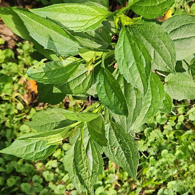 Photo of the plant species Purple Coneflower by @WondrousDyebush named Austen on Greg, the plant care app