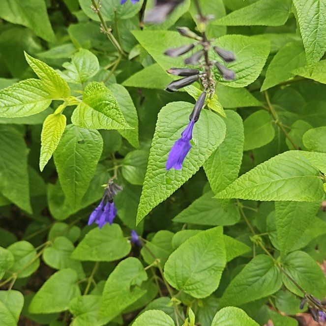 Photo of the plant species Anise-Scented Sage by @WondrousDyebush named Bella on Greg, the plant care app