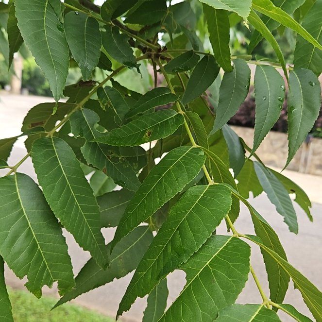 Photo of the plant species Pecan by @WondrousDyebush named Zeus on Greg, the plant care app