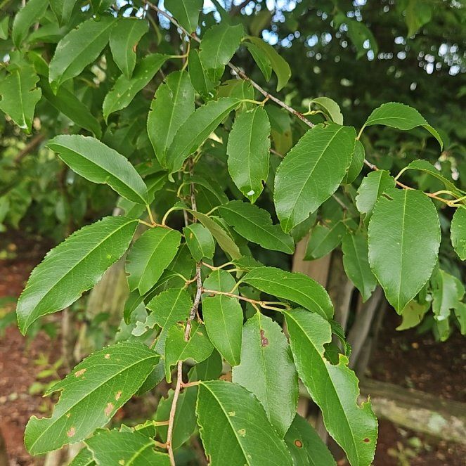 Photo of the plant species Black Chokecherry by @WondrousDyebush named Luna on Greg, the plant care app