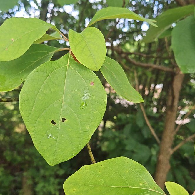 Photo of the plant species Common Sassafras by @WondrousDyebush named Dax on Greg, the plant care app
