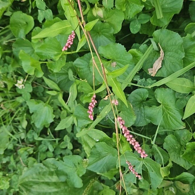 Photo of the plant species Persicaria Longiseta by @WondrousDyebush named Orlando Bloom on Greg, the plant care app