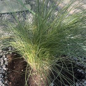 Plant care for Amaryllis on Greg, the plant care app