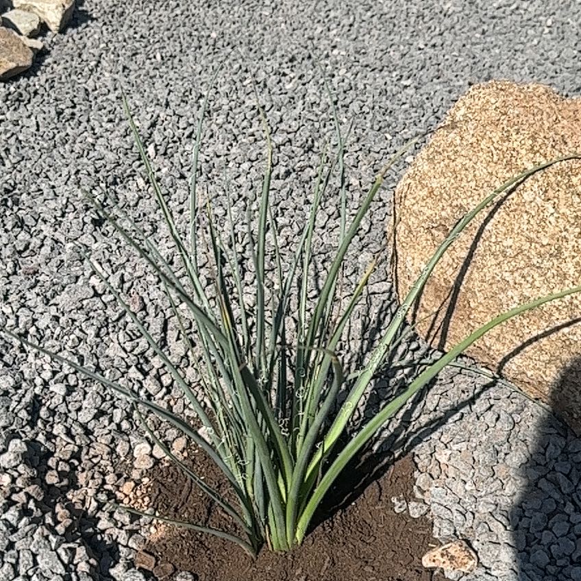 Photo of the plant species Texas Red Yucca by @HotNeslia29 named Leaf Erickson on Greg, the plant care app