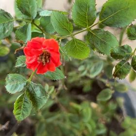 Photo of the plant species Petite Knock Out® Rose by @SoupedupRiberry named Athena on Greg, the plant care app