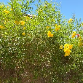 Photo of the plant species Yellow Bells by @PeakMinimaranta named Captain Plant-it on Greg, the plant care app