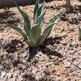 Photo of the plant species Agave Raksasa by @PeakMinimaranta named Bruce Lee on Greg, the plant care app