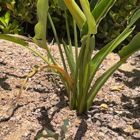 Photo of the plant species Dwarf Bird of Paradise by @PeakMinimaranta named Prince on Greg, the plant care app