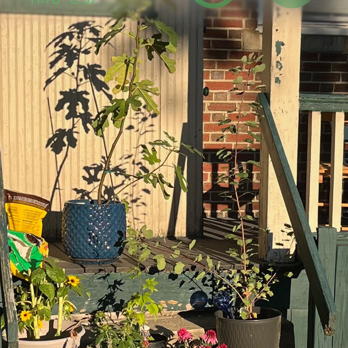 Photo of the plant species Fig by @VastSmoothphlox named Harper on Greg, the plant care app