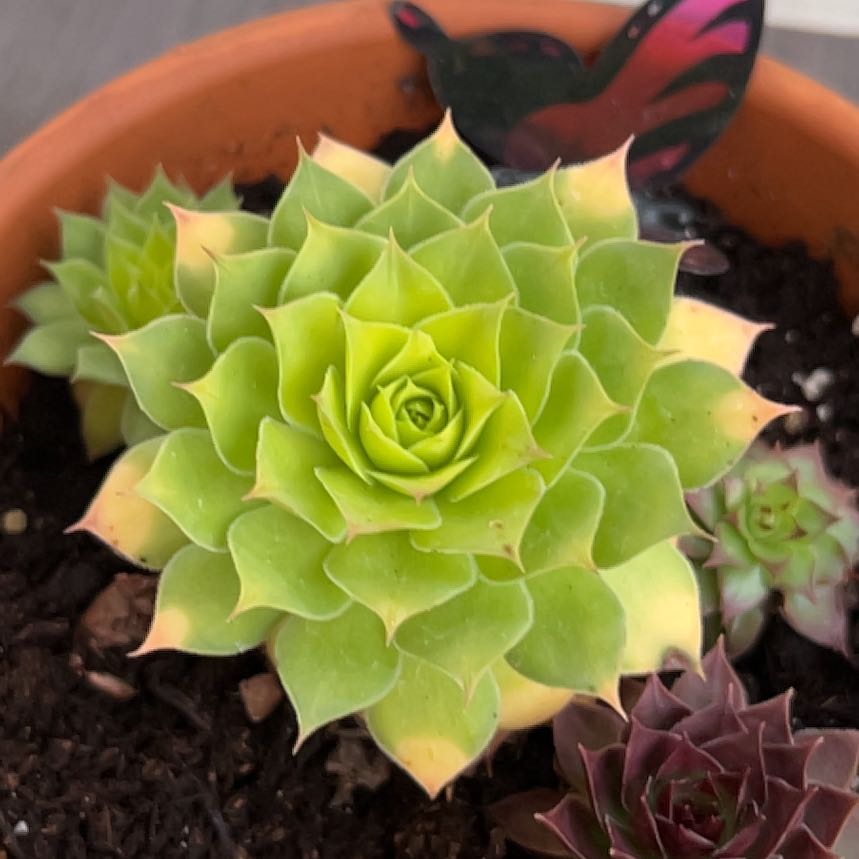 Photo of the plant species Gold Nugget Hens and Chicks by @LordlyBuroak57 named Bigleef Smalls on Greg, the plant care app