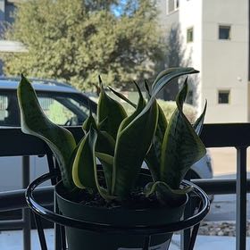 Photo of the plant species Sansevieria Twisted Sister by @ChicBeakedrush named Ellis on Greg, the plant care app