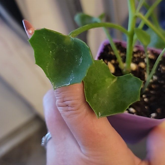 Photo of the plant species False Nasturtium by @ZingyGoldenpine named Bruce Lee on Greg, the plant care app