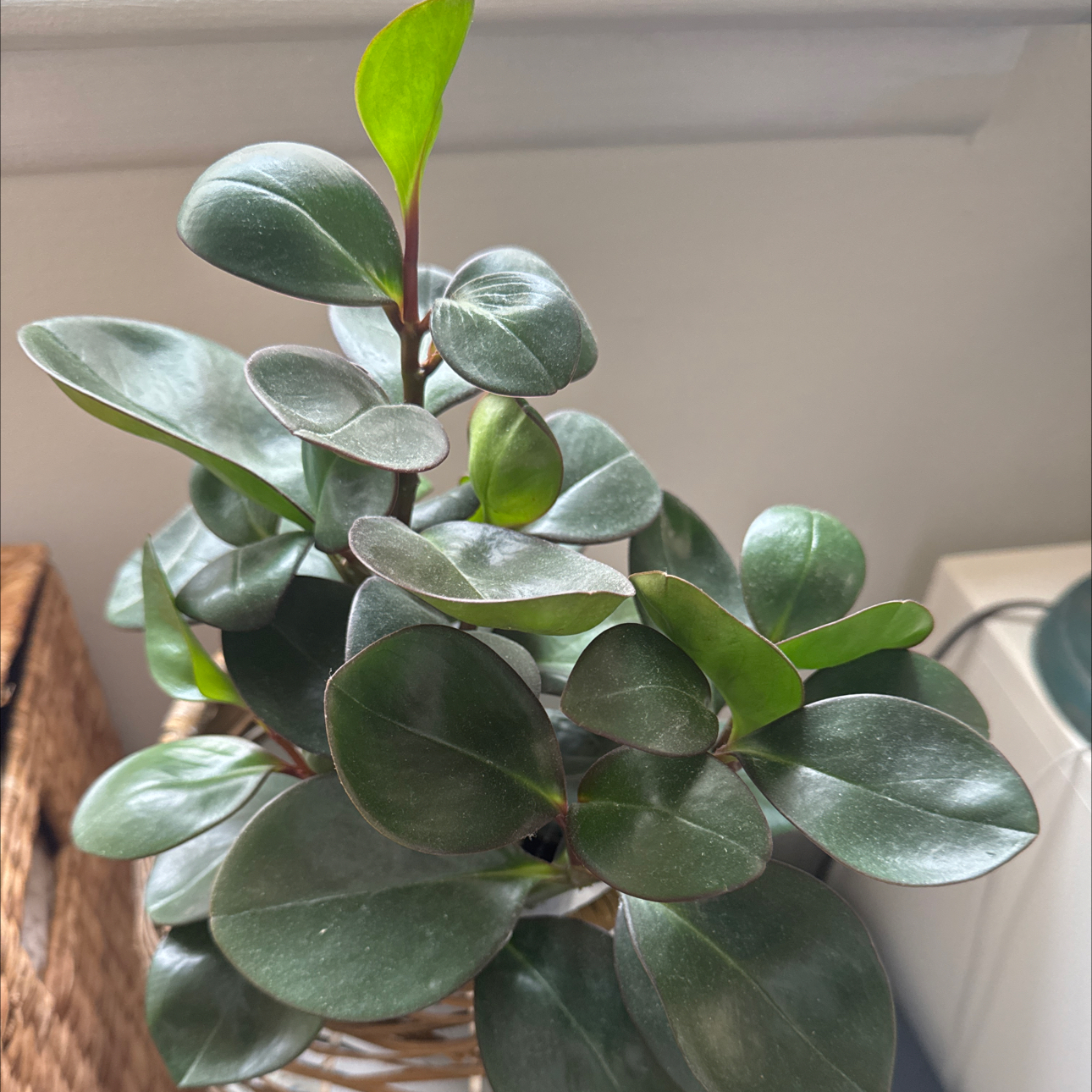 Photo of the plant species Peperomia clusiifolia 'Red Margin' by @NovelCoojong named Austen on Greg, the plant care app