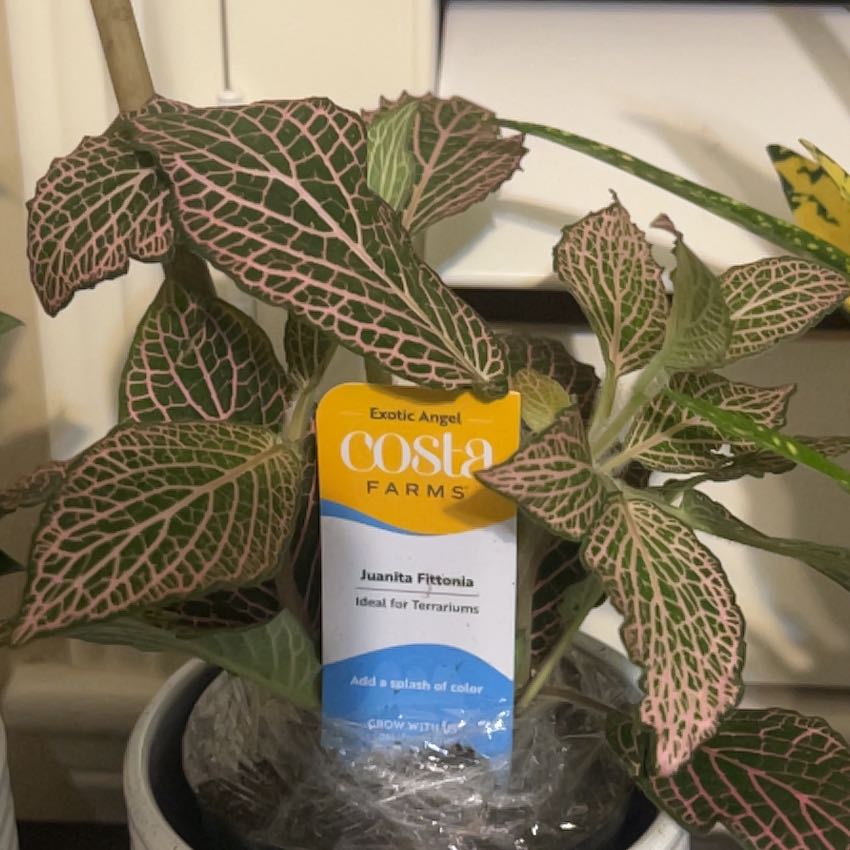 Photo of the plant species Nerve plant 'Juanita Red' by @DidacticAnacua named Madonna on Greg, the plant care app