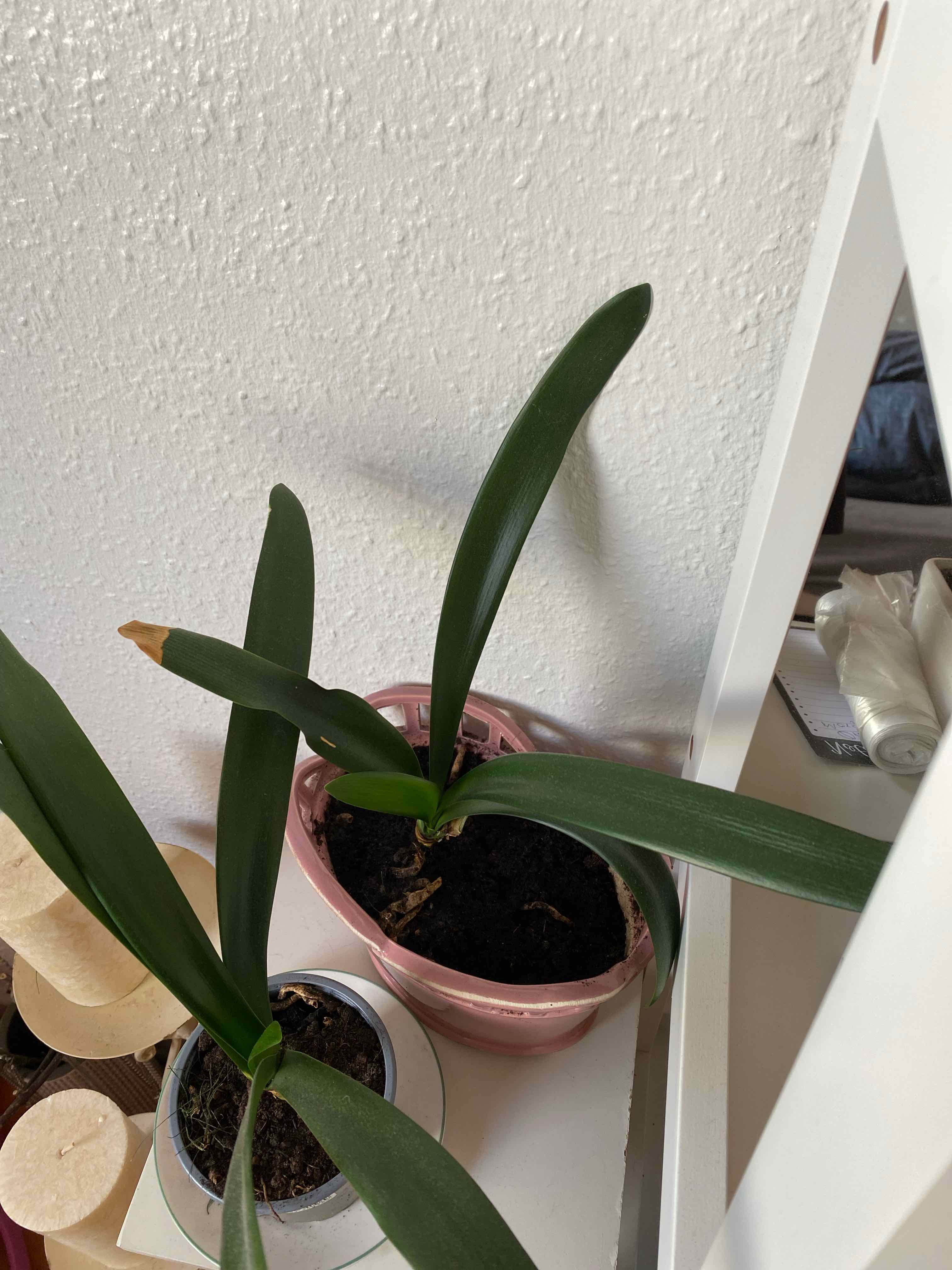 Bush Lily plant with long green leaves in a pink pot, one leaf has a brown tip.