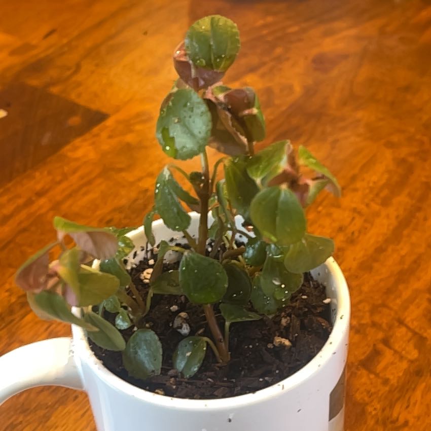 A healthy Peperomia rotundifolia plant in a white ceramic pot, with green and red round leaves, on a wooden surface.