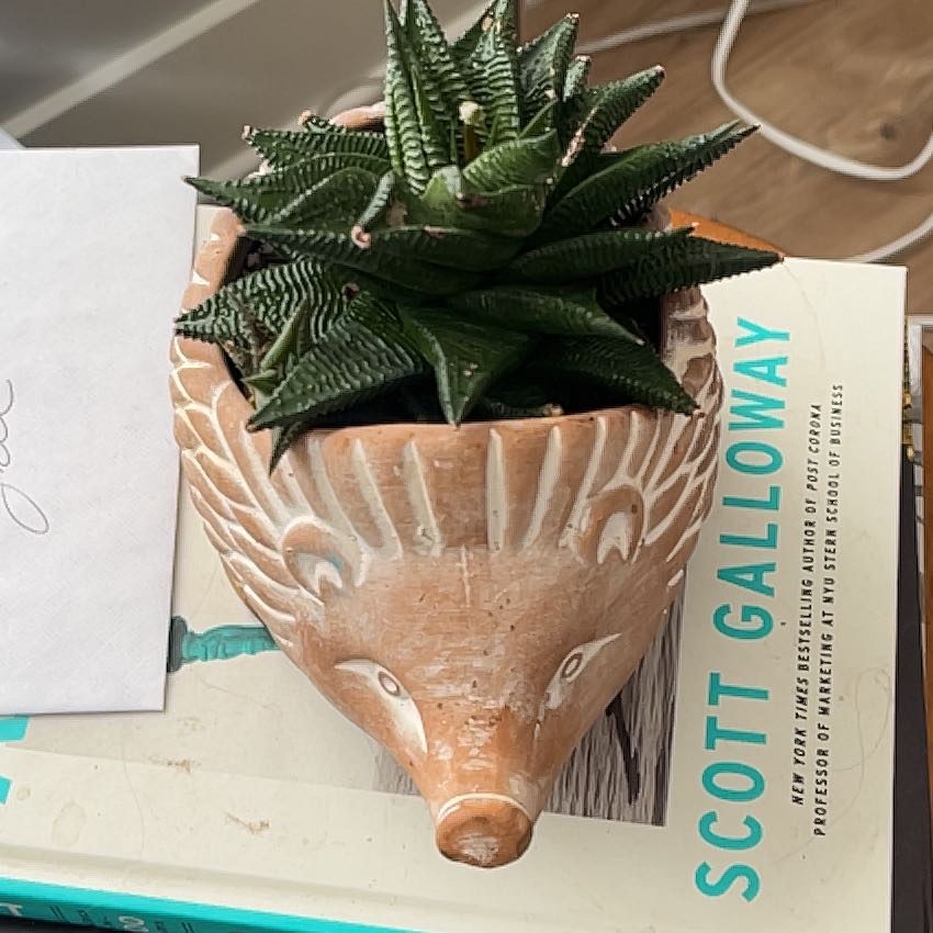 Healthy Haworthia limifolia succulent in terra cotta pot, with striking upright triangular leaves featuring white stripes.